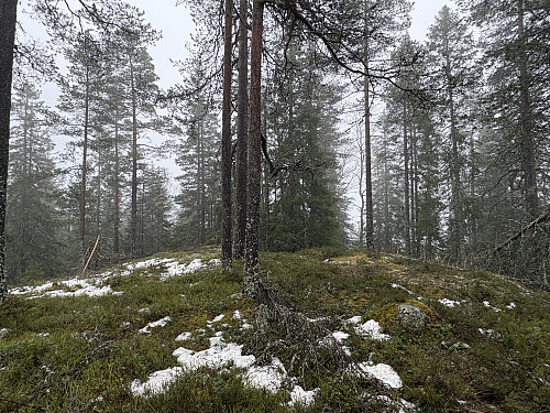 Nordre Ringkollen