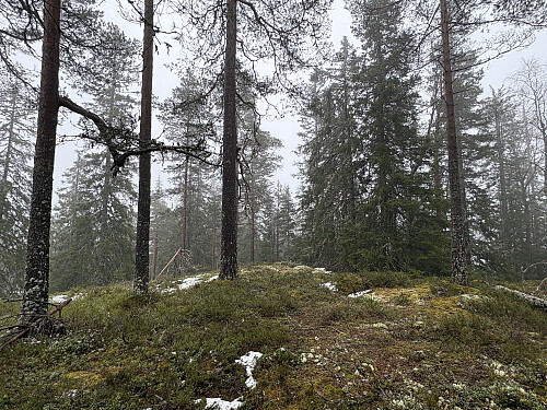 Nordre Ringkollen