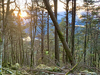 Litt utsikt mellom trærne mot sørvest. Vi kan såvidt se Slåttevatnet, Tveitaråheia og Sandsfjorden.