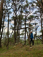 Toppen med gammelt tresignal.