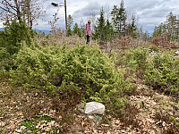 Kanskje er dette en liten toppvarde?