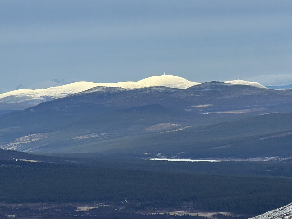 ..og Blåhøe ser man som vanlig nesten uansett hvor man er på tur. 