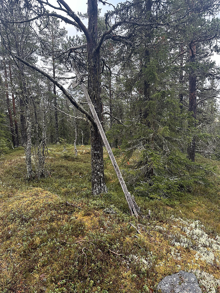 Toppunktet. Uten utsikt