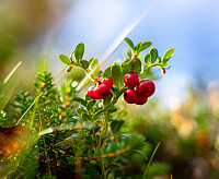LarsStorheim_20250918_68cbcefc16239.jpg