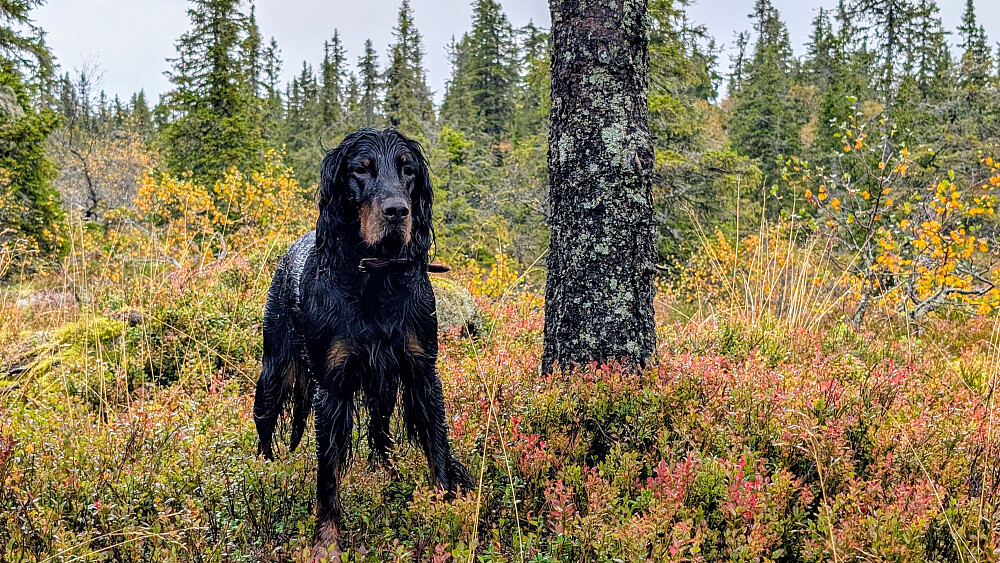 Herlig for Embla å løpe fritt i skogen.