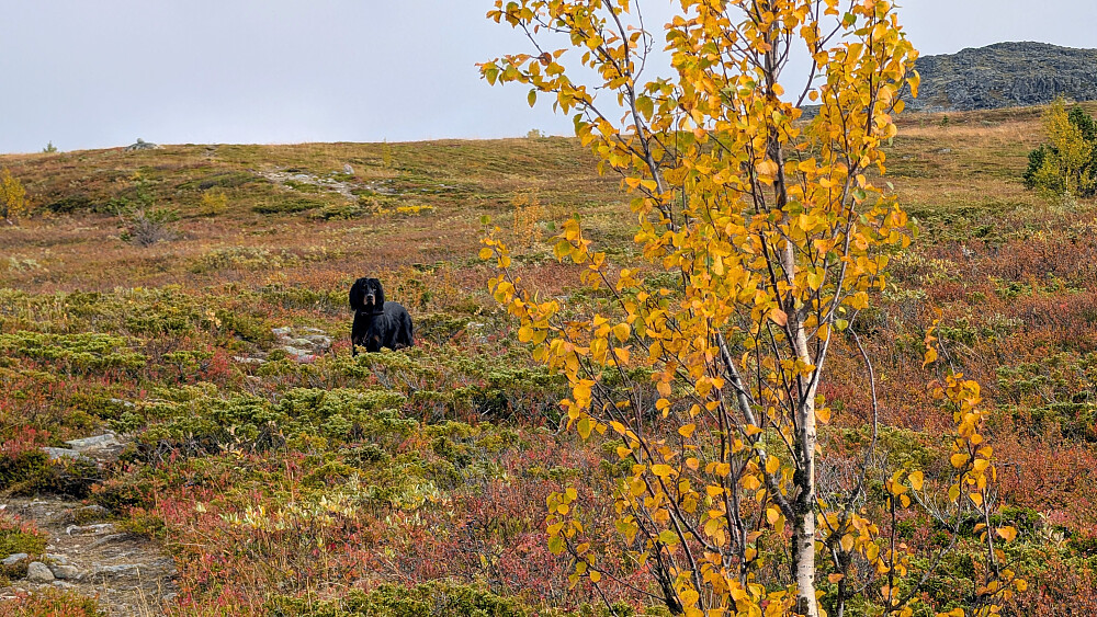 Høst i fjellet