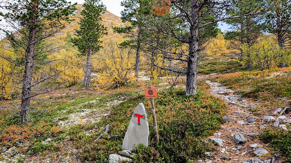 Straks ute av skogen 
