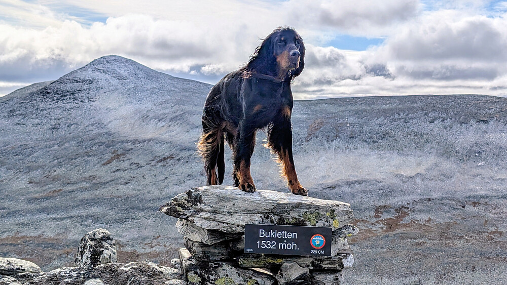På topp nr tre. Bukletten (1535 moh) Skjellåkinna bakenfor.