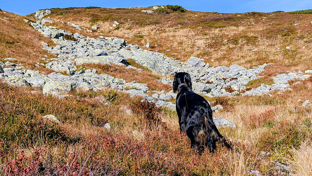 Embla har luktet fugl