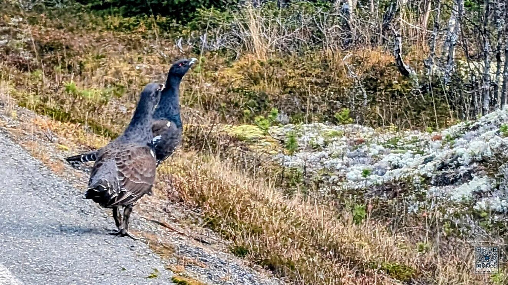 Vi så fire tiur på en gang. Her har vi to av de. 