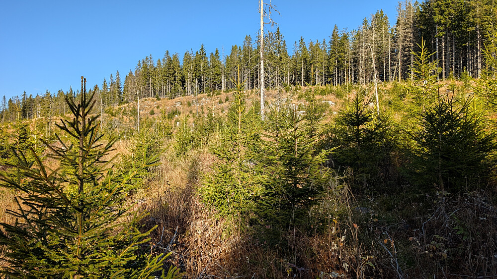 Toppunktet er det oppe til høyre...litt inn i skogen.