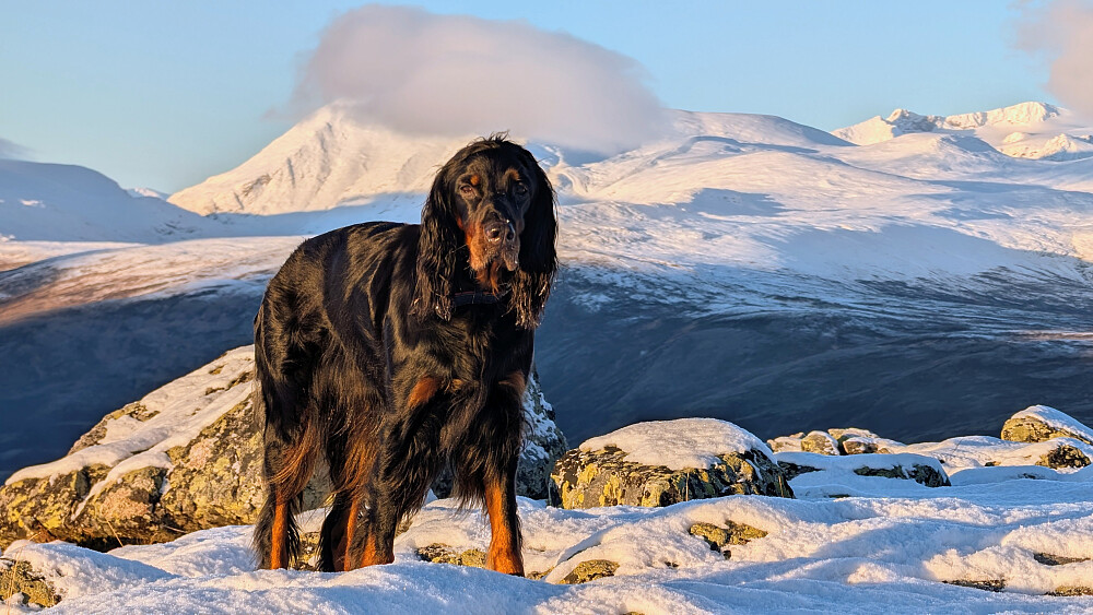 Embla oppe på Griningsdalskampen. Besshøe bakenfor