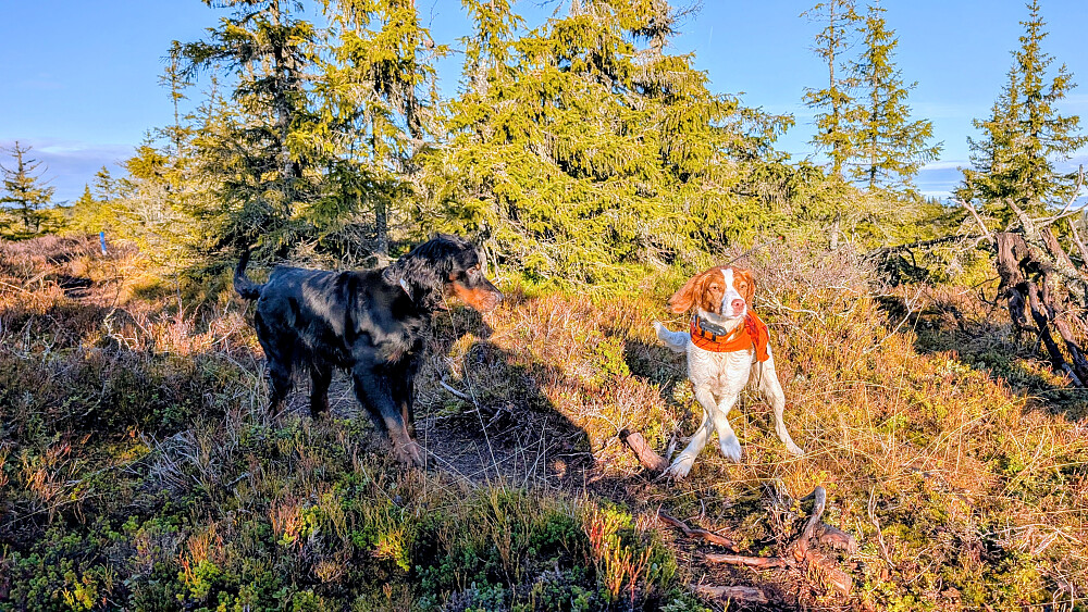 Traff en jeger med hund. Lite fugl...ingen ...rett og slett.