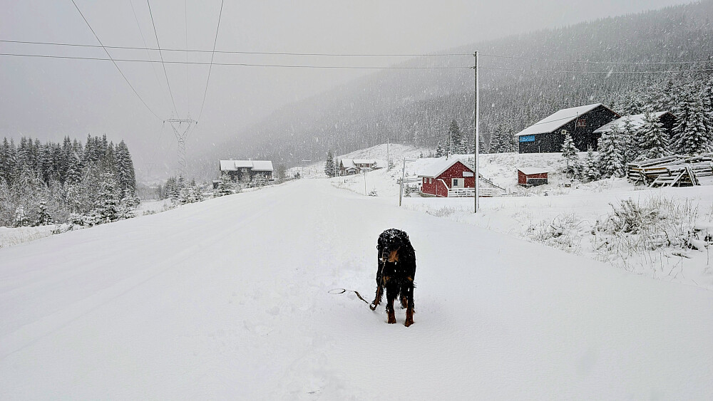Nede ved Torsætra. Straks på vei inn i skogen.