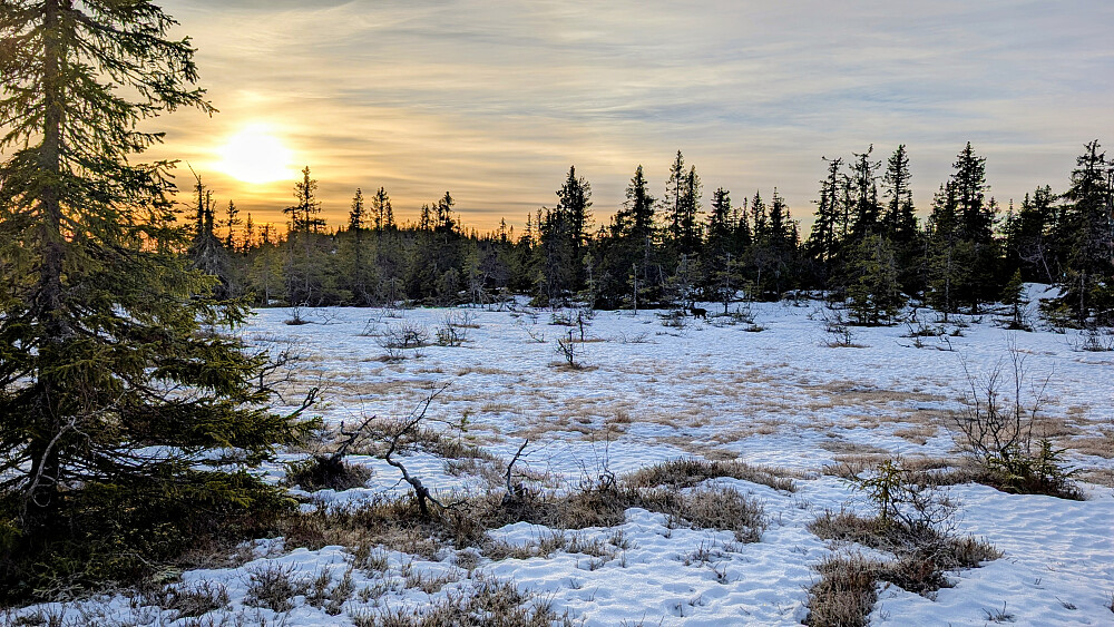 Oppe på flata. Fra Fugletjernshøgda mot Høgbrenna langt der framme