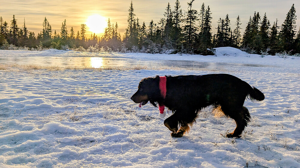 Et lite myrområde rett før Vestre Ormtjern 