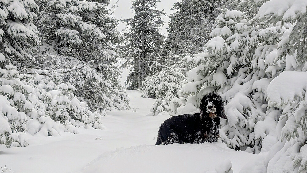 Full vinter her altså.