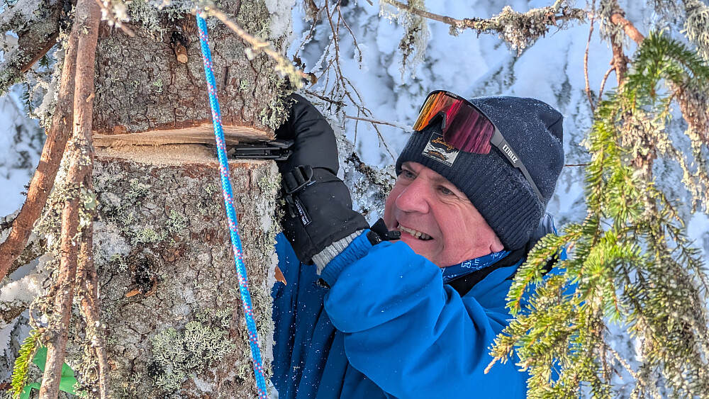 Sliter med små sager, men treet falt til slutt 