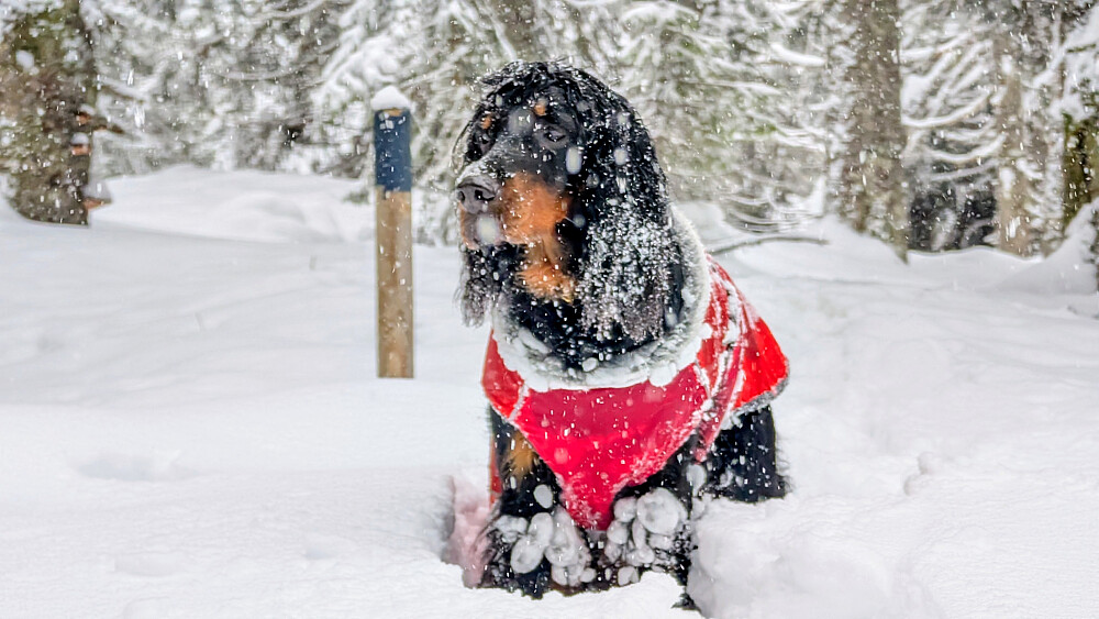 Toppunktet på Venholhøgda 