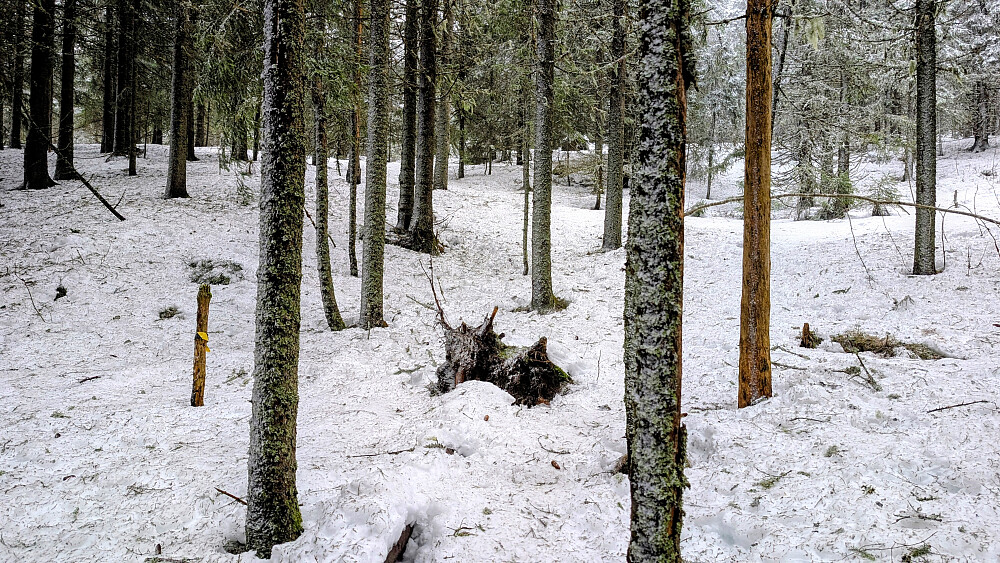 Det våres på Skonhovdhøgda 