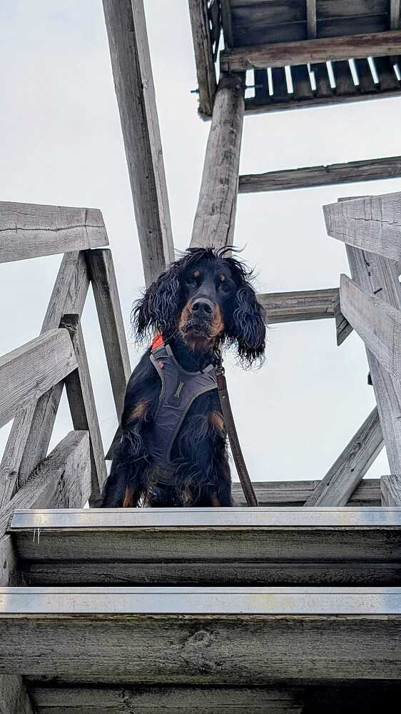 "Bratt og guffen denne trappa pappa!" 