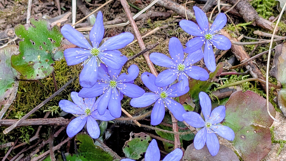 Herlig vår i skogen 