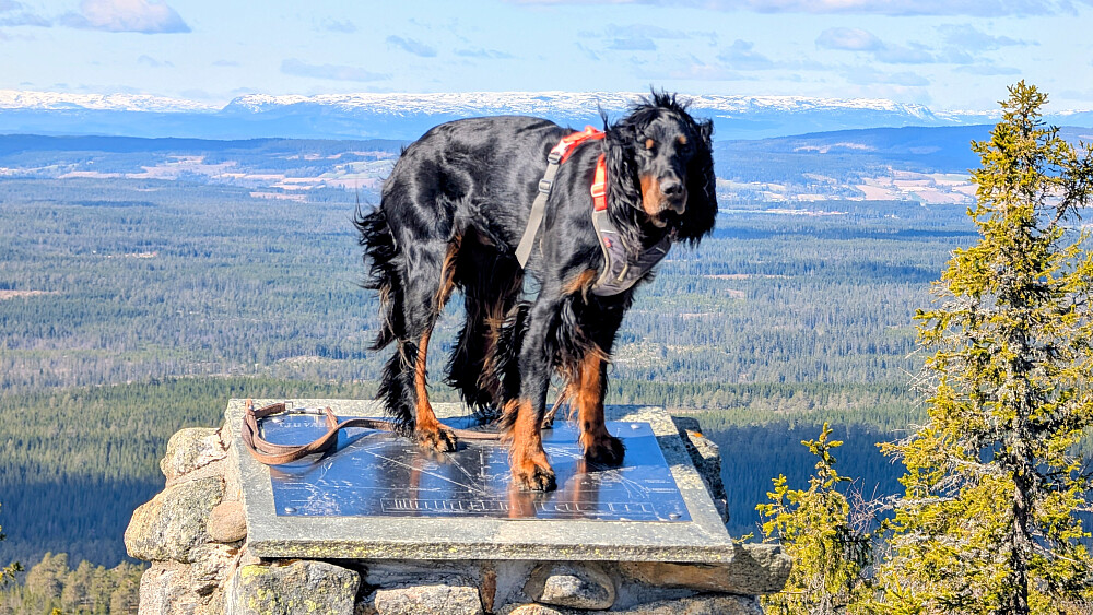 På Tjuvåskampen 