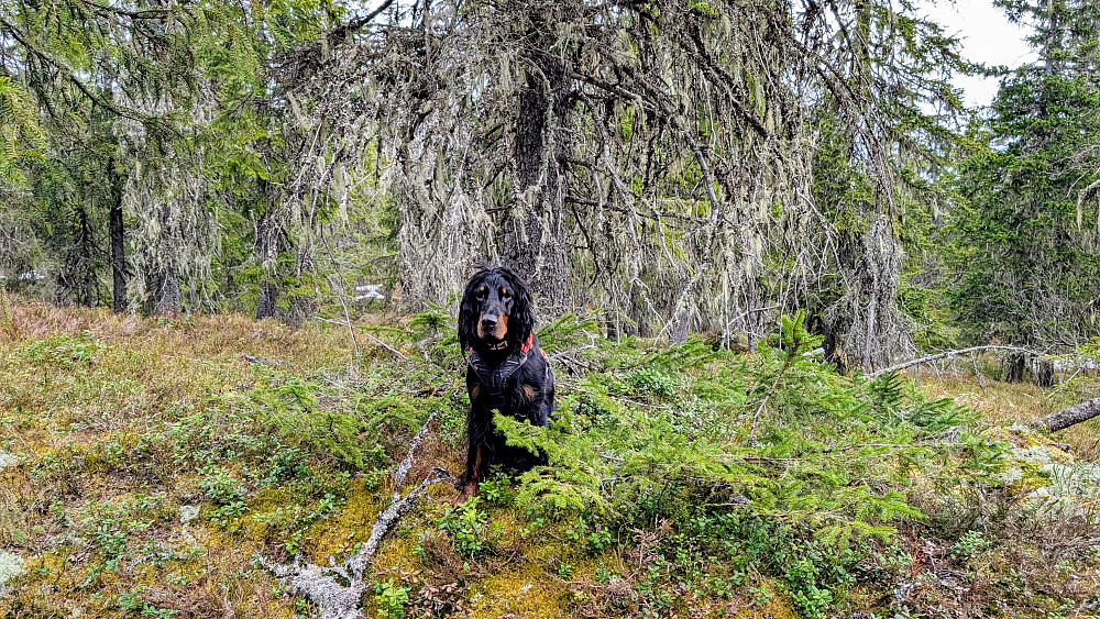 På Bislingflaka Sørvest