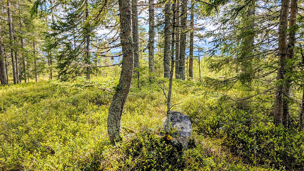 "Toppvarden"