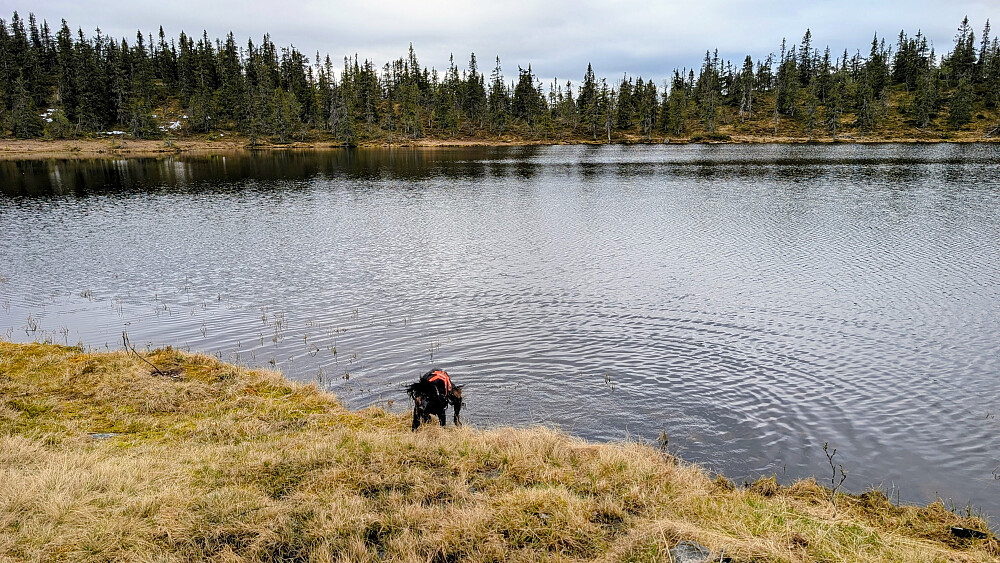Embla kjøler seg litt i Øvre Svartvann