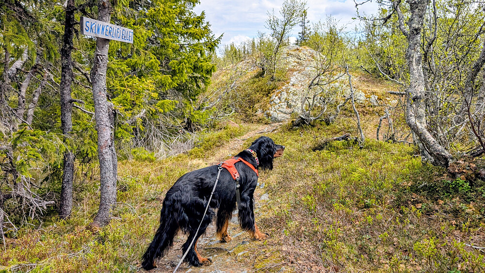 Vi er straks oppe på Skinnerlifjellet.