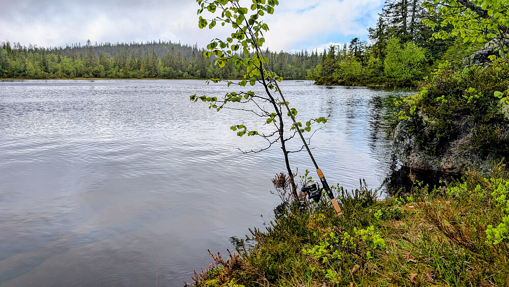 Ved Oftentjernet