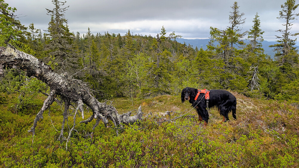 På vei ned fra Dronningknatten. Vi ser Vealøysa mitt i bildet