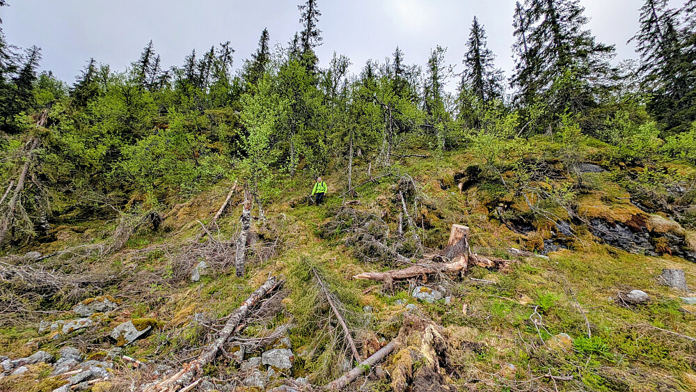 Ståle på vei ned fra Vealøysa. En litt bratt snarvei