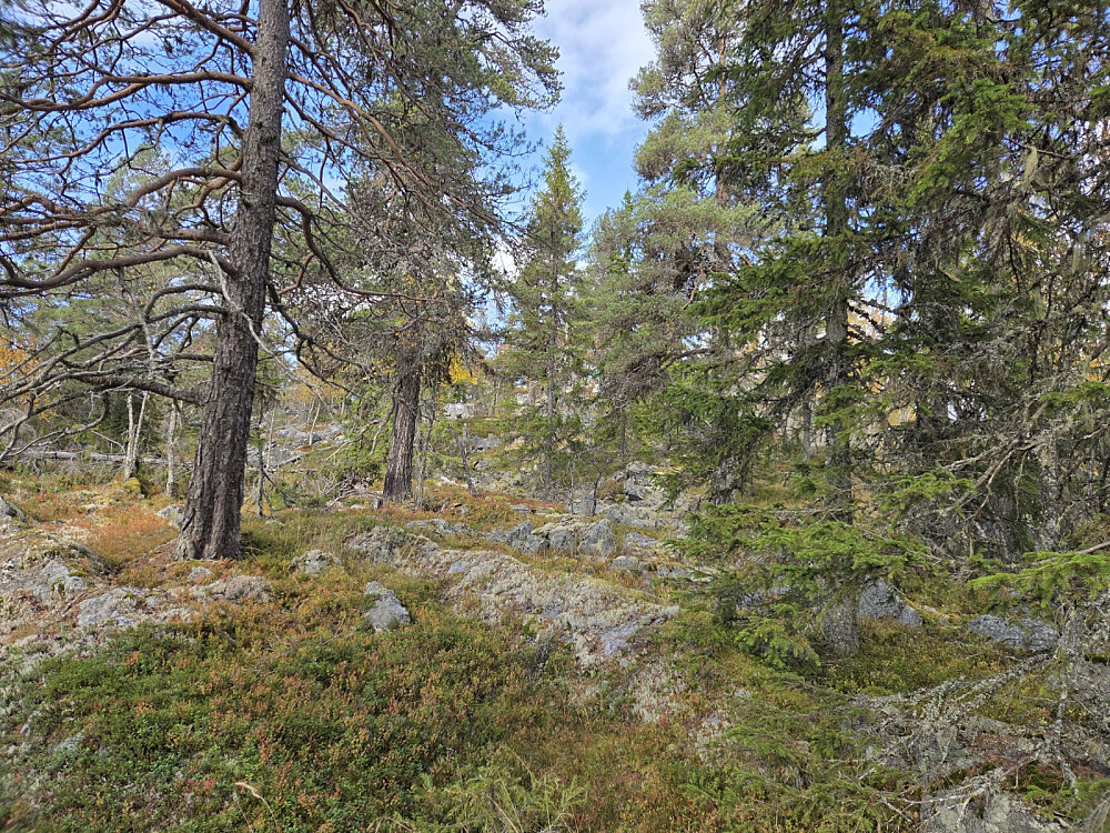 På veg opp mot Selbrennshøgde