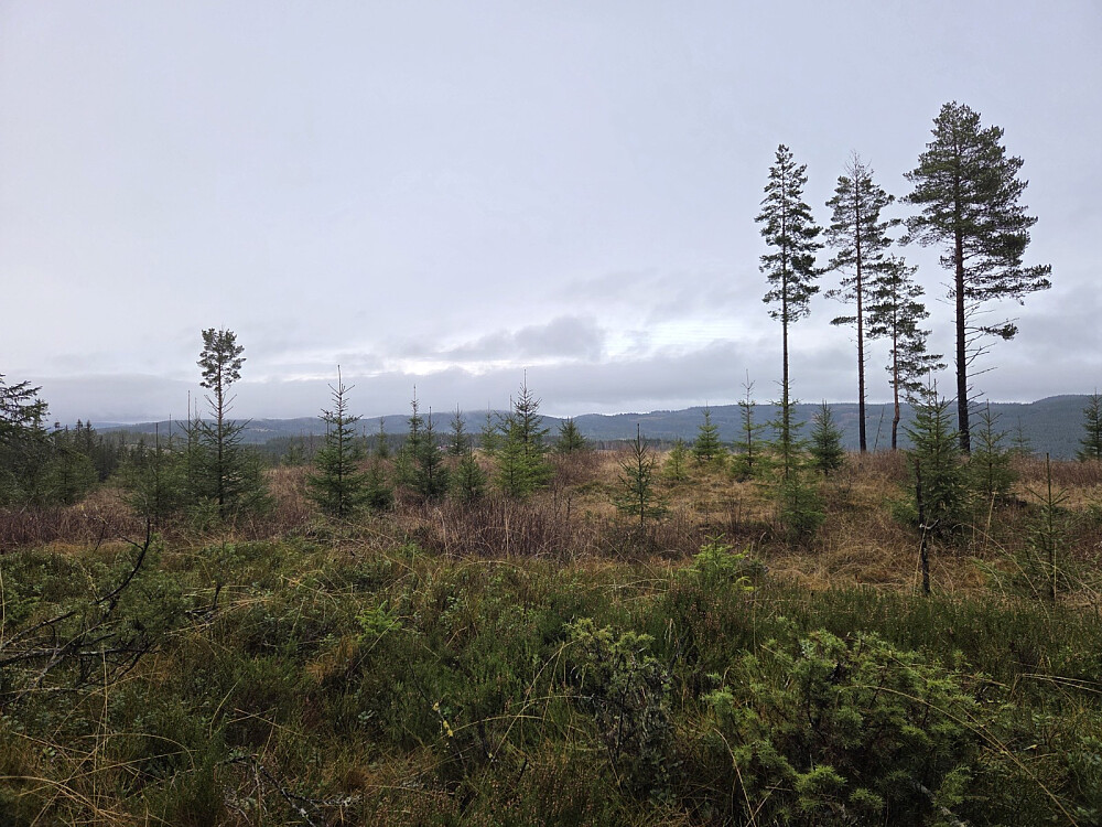 Utsikt frå toppen mot nordaust.