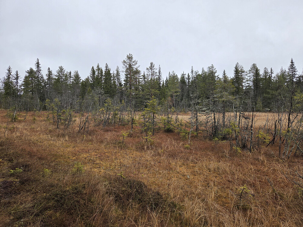 På veg mot Skriverhaugen.