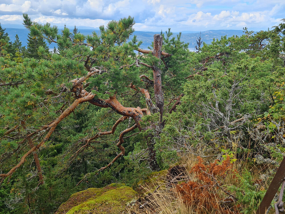 Flotte vrifuruer på toppen