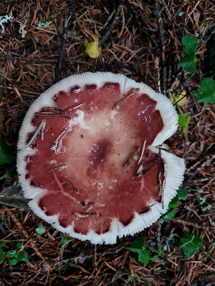 Nøttekremle