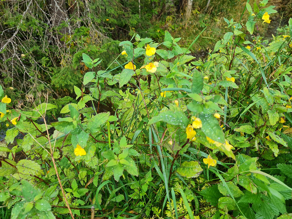 Springfrø ved skibrua