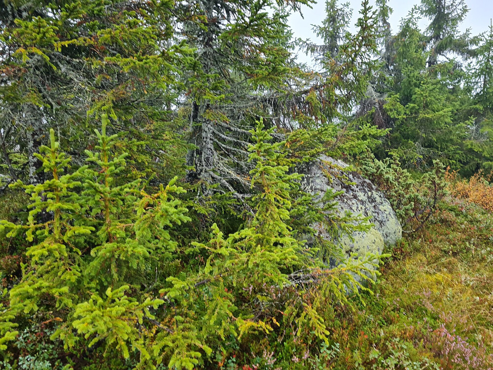 På Rypefjellet