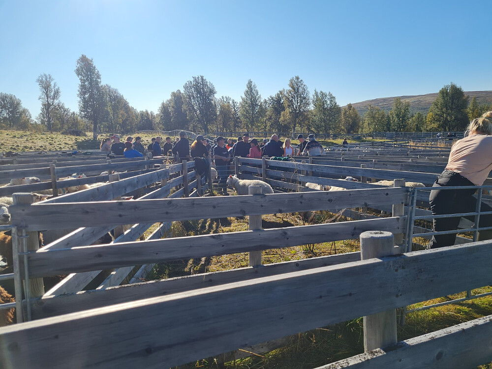 Sauesanking på Tromsbua