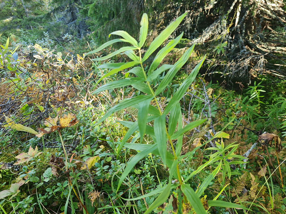 Kranskonvall