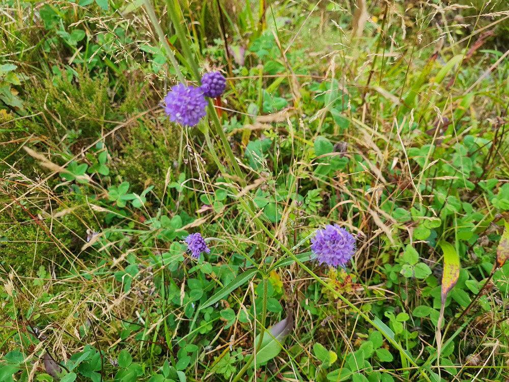Blåknapp