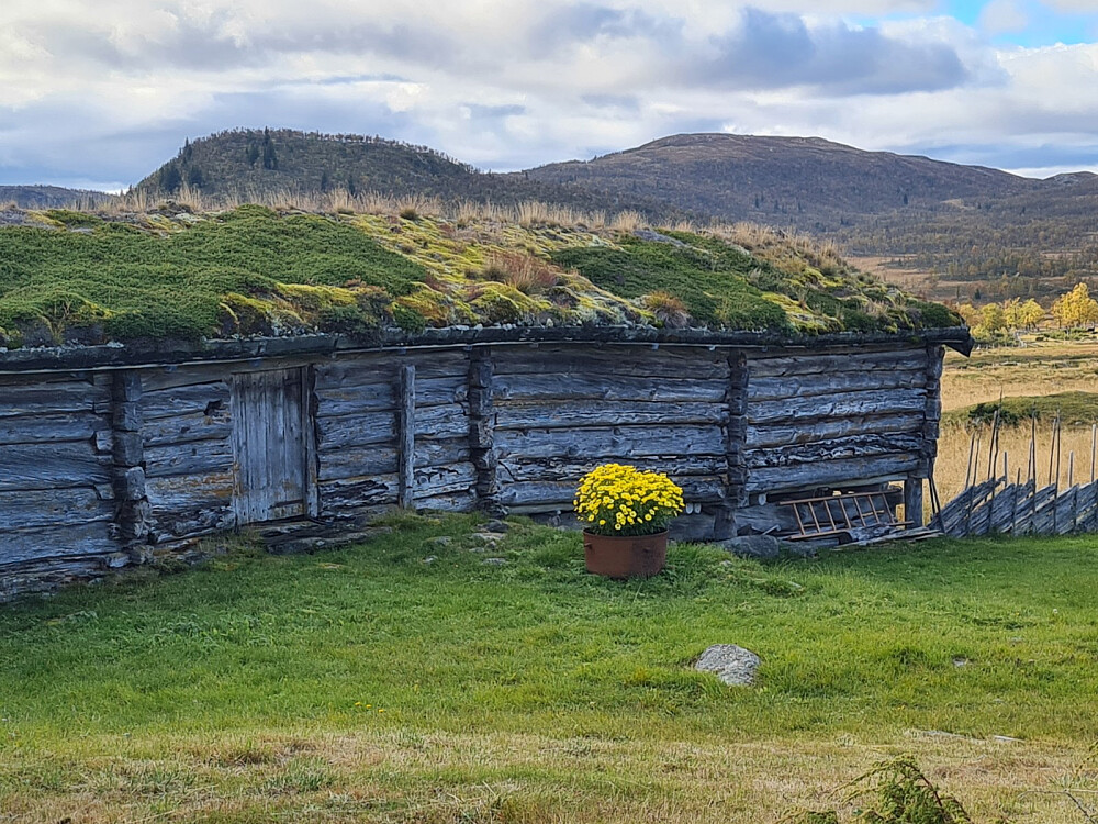 Beplantning ved fjøset på Bergesetra