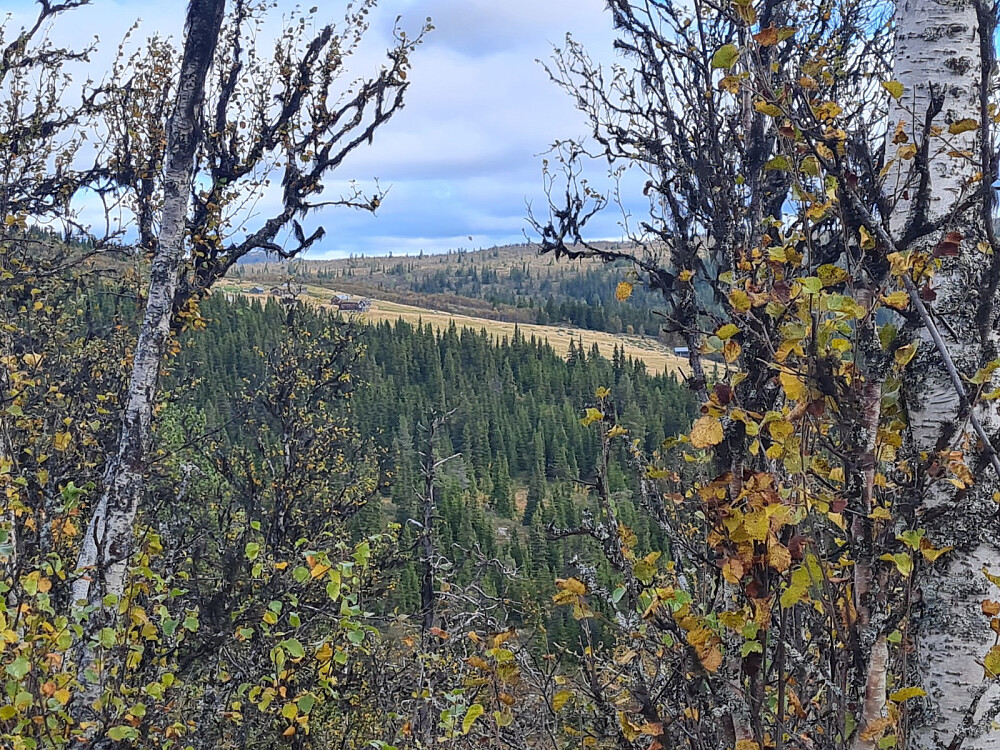 På Kaldvassbekkhaugen, mot Druktjønnhaugsetrene