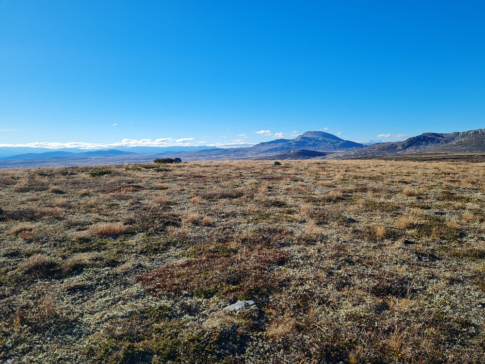 Haldorhøa