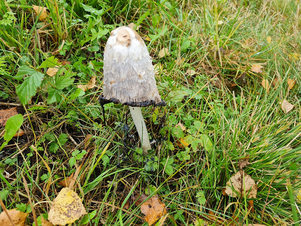 Matblekksopp