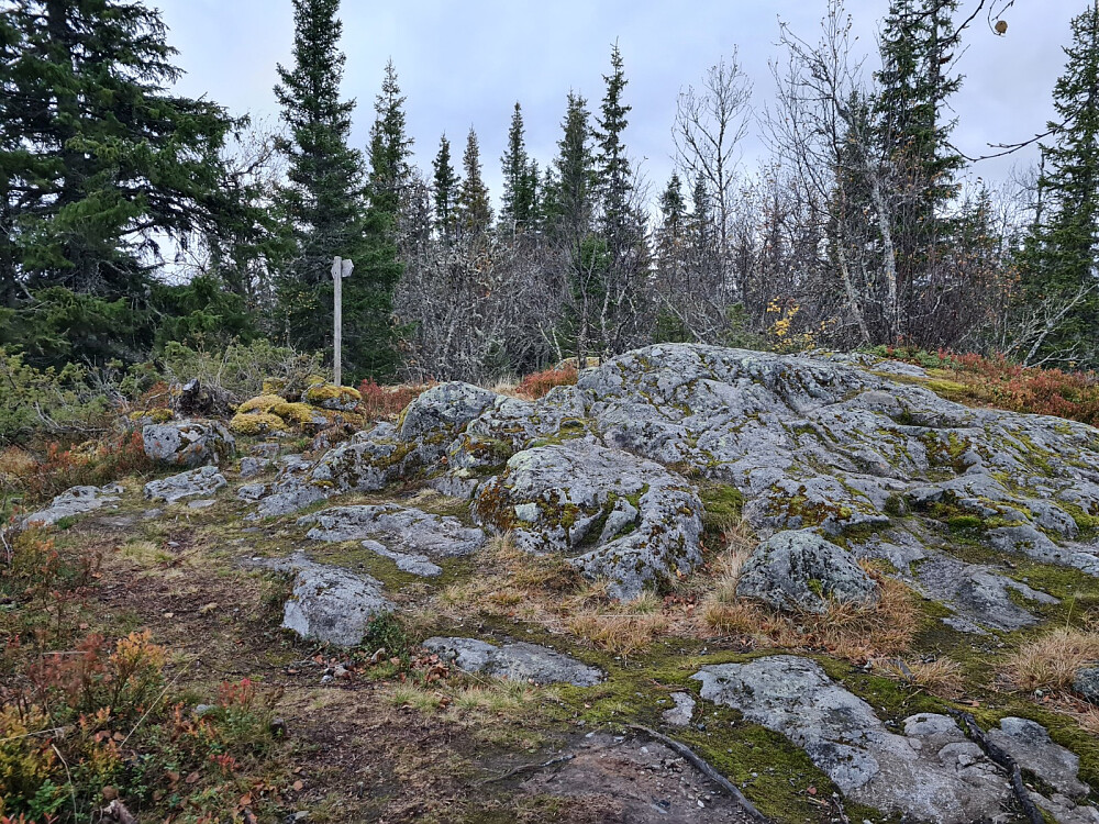 Vardkampen