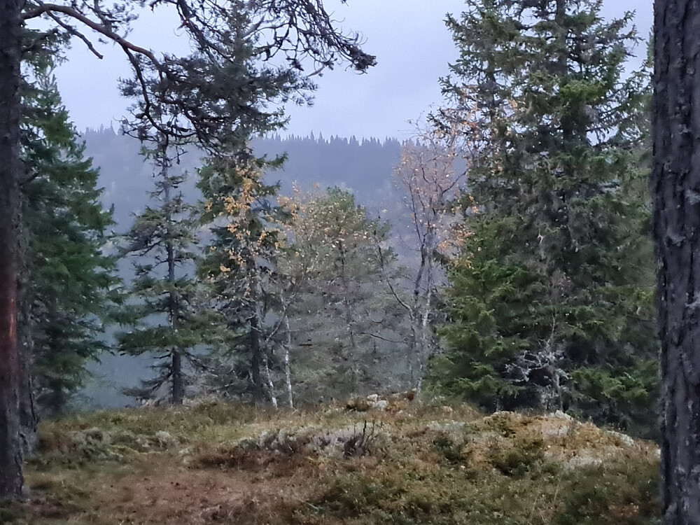 På Evenvoldkollene, regnvær over mot Vardkampen